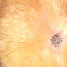 Mein Hamster Hat Einen Schwarzen Fleck An Der Haut Was Konnte Das Sein Gesundheit Und Medizin Tiere Haustiere