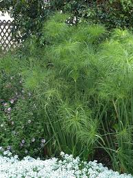 Extensive selection of indoor and outdoor plants. Pin On Gardening Tips Trends
