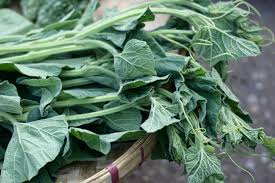 Image result for Lagenaria rufa