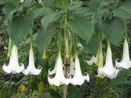Flower of pink datura, angel trumpet flower. Floripondio El Misticismo De Una Bella Flor De Calle