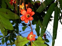 Image result for Uvaria