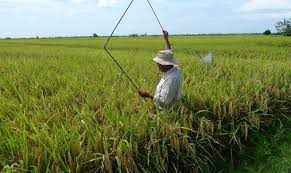 Kajian ini melibatkan 22 orang pesawah iban di kuala tatau mengikut gender, umur dan pengalaman terlibat dalam aktiviti penanaman padi. Inovasi Pertanian Tingkat Ekonomi Rakyat Negara