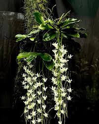 Image result for Aerangis collum-cygni