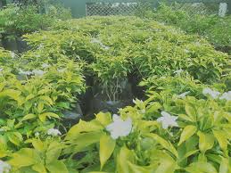 Pin By Tharindu On Polwatta Plant Nursery Plants Plant Nursery Shade Plants