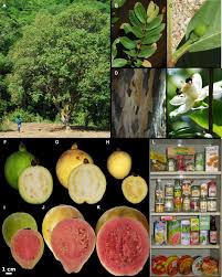 Image result for Psidium guajava