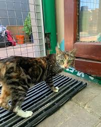 Hermanus Animal Welfare...