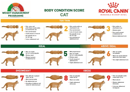 my cats weight shape thecatsite