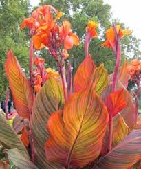 In zones 9 to 11, you can plant artichokes in fall. 63 Flowers Plants Zone 9 Ideas Plants Plant Zones Planting Flowers
