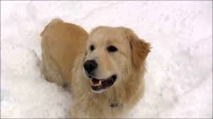 We did not find results for: Will The Golden Pyrenees Dog Melt Your Heart K9 Web