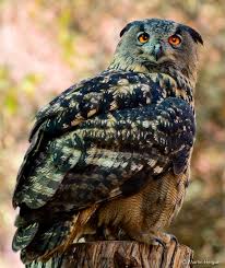 Check spelling or type a new query. Birds Of The World Eagle Owls Strigidae