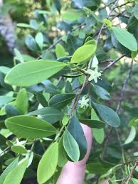 Image result for Erythroxylum