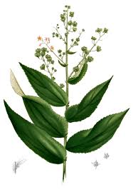 Image result for Grewia inaequilatera