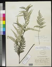 Image result for Pityrogramma calomelanos