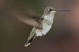 Kolibri vogel ballerina malerei einzigartige tiere. Kolibris Wikipedia