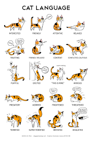 Decipher Your Cats Body Language With This Helpful Infographic Decipher Helpful Infographic Langua 2020 Hayvan Sozleri Evcil Hayvan Bakimi Evcil Hayvan Urunleri