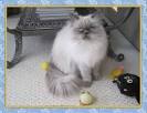 A Guide to the Popular Persian Hybrid: The Himalayan Cat ...