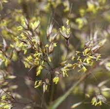 Image result for Pentameris