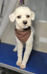 Mini Schnauzer vs BMC pup comparison