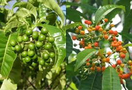 Image result for Rauvolfia vomitoria