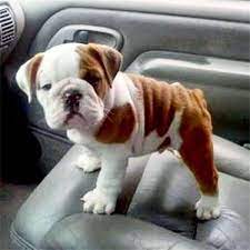 Pin On English Bulldog Puppies