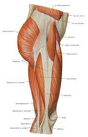 Tendons may have small tears or disorganized collagen fibers instead of straight collagen fibers. Anatomy Of Leg Muscles And Tendons Leg Muscle And Tendon Diagram Google Search Muscles And Leg Anatomy Anatomy Bones Human Anatomy