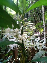 Image result for Corymborkis corymbis