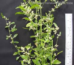 Image result for Nothosaerva