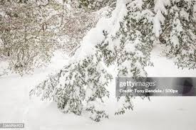 92 Bendele Stock Photos, High-Res Pictures, and Images