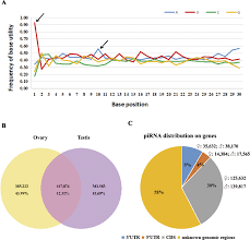 Identification And Differential Expression Of Pirnas In The