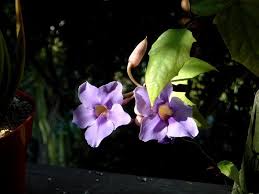 Image result for Thunbergia laborans