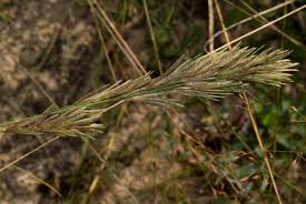 Image result for Eragrostis chapelieri