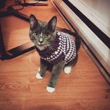 Xs Dog Sweater Dog Sweater Pattern Cat Sweater Pattern Small Dog Sweaters