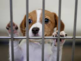 Prior to adopting a dog or cat from the nkla pet adoption center, adopters will need the knowledge and consent of their landlord. Top Places To Adopt Puppies In Denver Cbs Denver