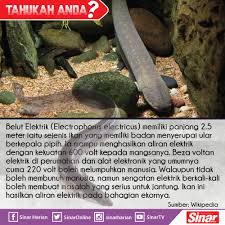 Anahtar priz, aydınlatma, şalt ürünleri elektrix.com'da! Sinar Harian Tahukah Anda Belut Elektrik Ini Sangat Bahaya Facebook