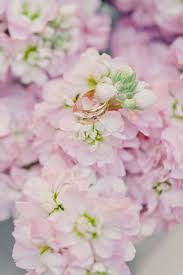 Gallery Inspiration Picture 694559 Stock Flower Light Pink Flowers Flowers