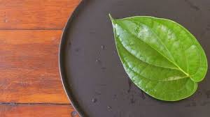 Check spelling or type a new query. Cara Menghilangkan Jerawat Dengan Daun Sirih Kumparan Com