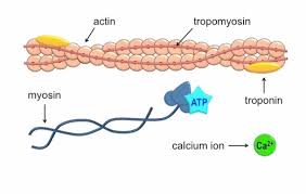 Skeletal muscles operate in unison with joints, which attach to bone, cartilage or connective tissues, and collectively create muscle contraction: Muscle Contraction Bioninja