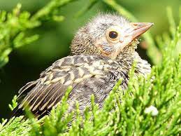 Maybe you would like to learn more about one of these? 12 Things You Didn T Know About Baby Birds