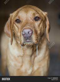 Канал гизелау, от устья на айдере до устья в. Pet Labrador Retriever Image Photo Free Trial Bigstock