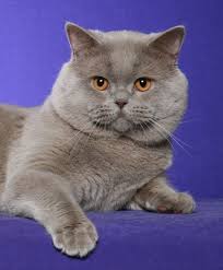British Shorthair Supreme Grand Champion Rejinald Lilac Prince British Shorthair Cat Scottish Fold Cats And Kittens