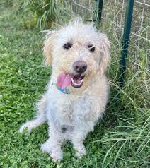 Born in February 2024 while their mother, Sophie, was in foster care with  ACF, a litter of four adorable Chihuahua/Shih Tzu pups (now known as  Freddie, Jack Jack, Cobbler & Phoebe) and