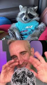 Do raccoons like ASMR- With Thelma Jane Raccoon #asmr #asmranimals #asmrbugs