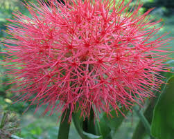 Sharp pointed agave cactus, sharp pointed agave plant leaves, closeup green cactus with needles. Blood Lily A Ball Of Fire In A Flower Pot Csmonitor Com