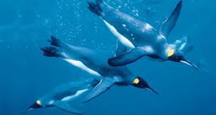 These seabirds are uniquely adapted to survive in tough, harsh conditions of the antarctic, where winds can reach up to blistering uncover our top 10 fascinating emperor penguin facts and learn more about these icons of the antarctic. 14 Fun Facts About Penguins Science Smithsonian Magazine