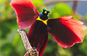 Wallpaper Hd Images Of Birds Of Paradise Red Bird Of Paradise Tumblr Aves Raras Ave Do Paraiso Imagens De Aves
