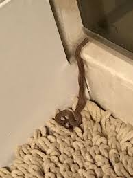 Dekay S Brown Snake Storeria Dekayi Photo By Vivian Found Coming Out Of The Shower Http Www Minnesotaseasons Com Reptiles Dekays Reptiles Snake Brown