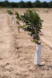 Nutrition Pecans South Africa