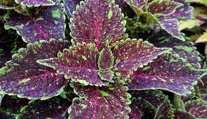 Image result for Coleus alpinus