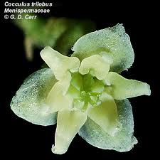 Image result for Menispermaceae