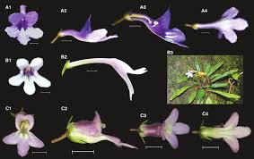 Image result for Streptocarpus glandulosissimus